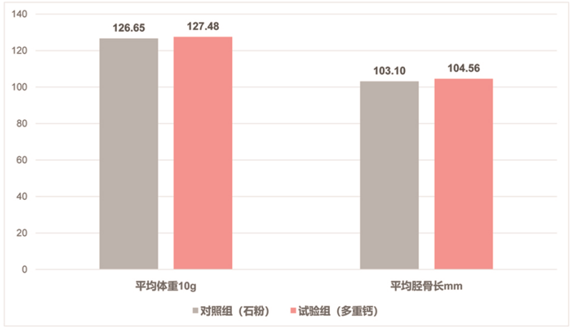 蝴蝶传媒黄色网站“多重钙”使用在蛋鸡上