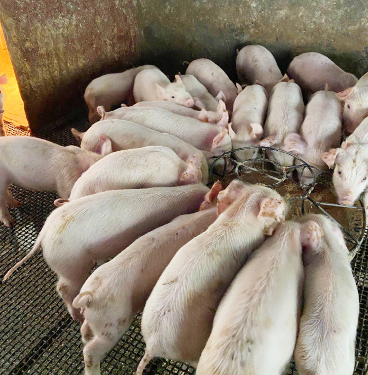 肤冠速红试验效果图